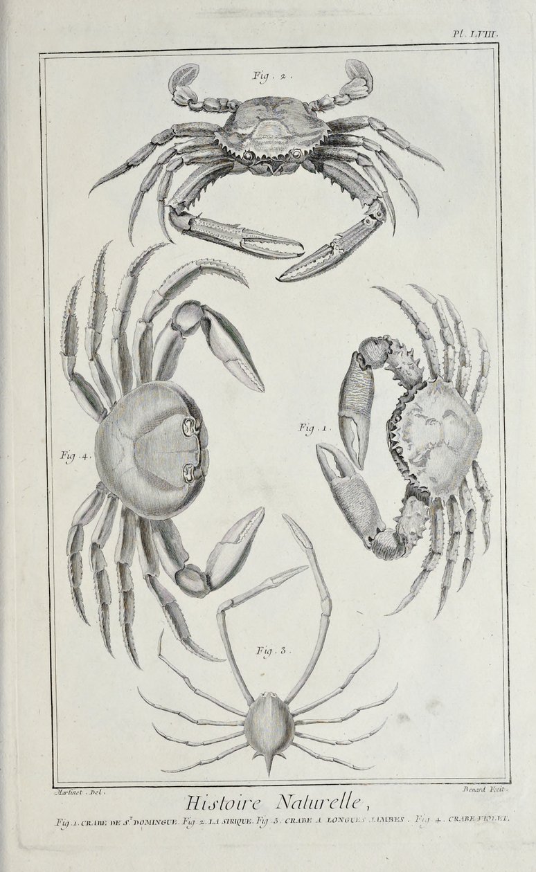 Cangrejos, ilustración de 
