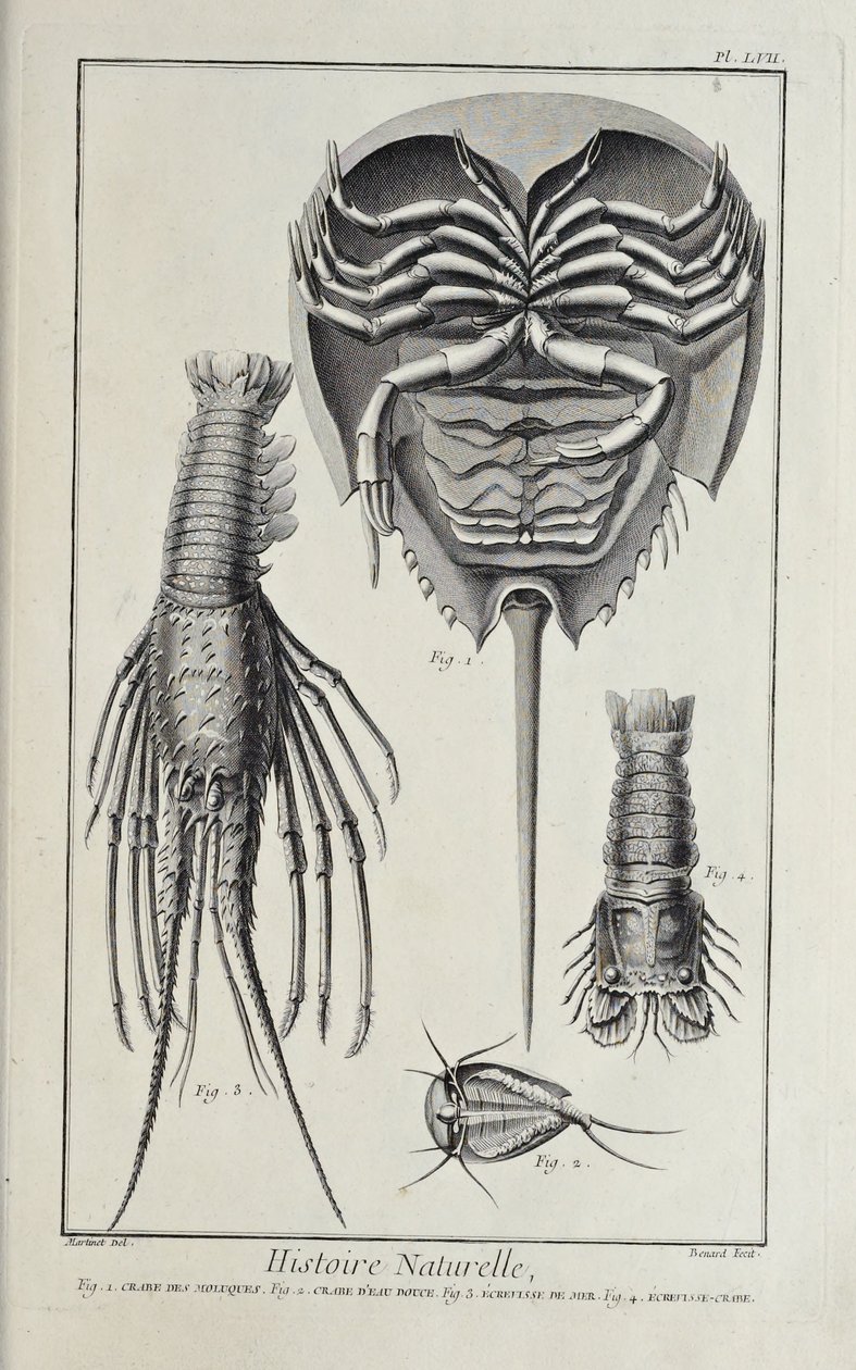 Crustáceos, ilustración de 