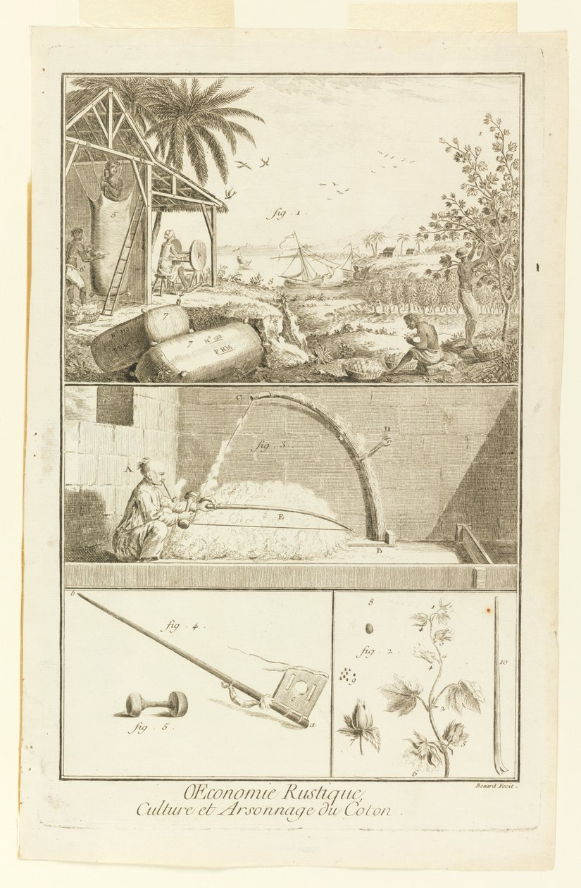 "Cultura y Quema del Algodón" de la Enciclopedia de Diderot, Vol. I de Robert Benard