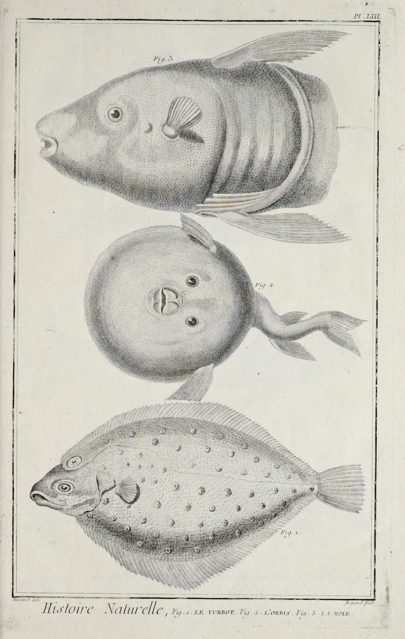 Ilustración de 