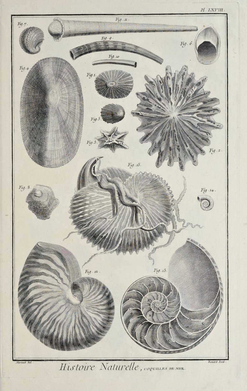 Conchas marinas, ilustración de 