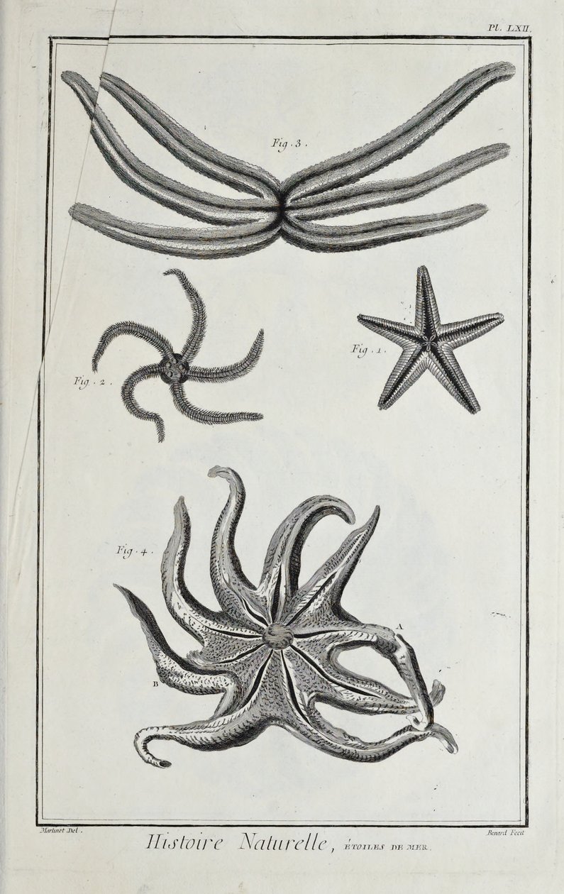 Estrellas de mar, ilustración de 