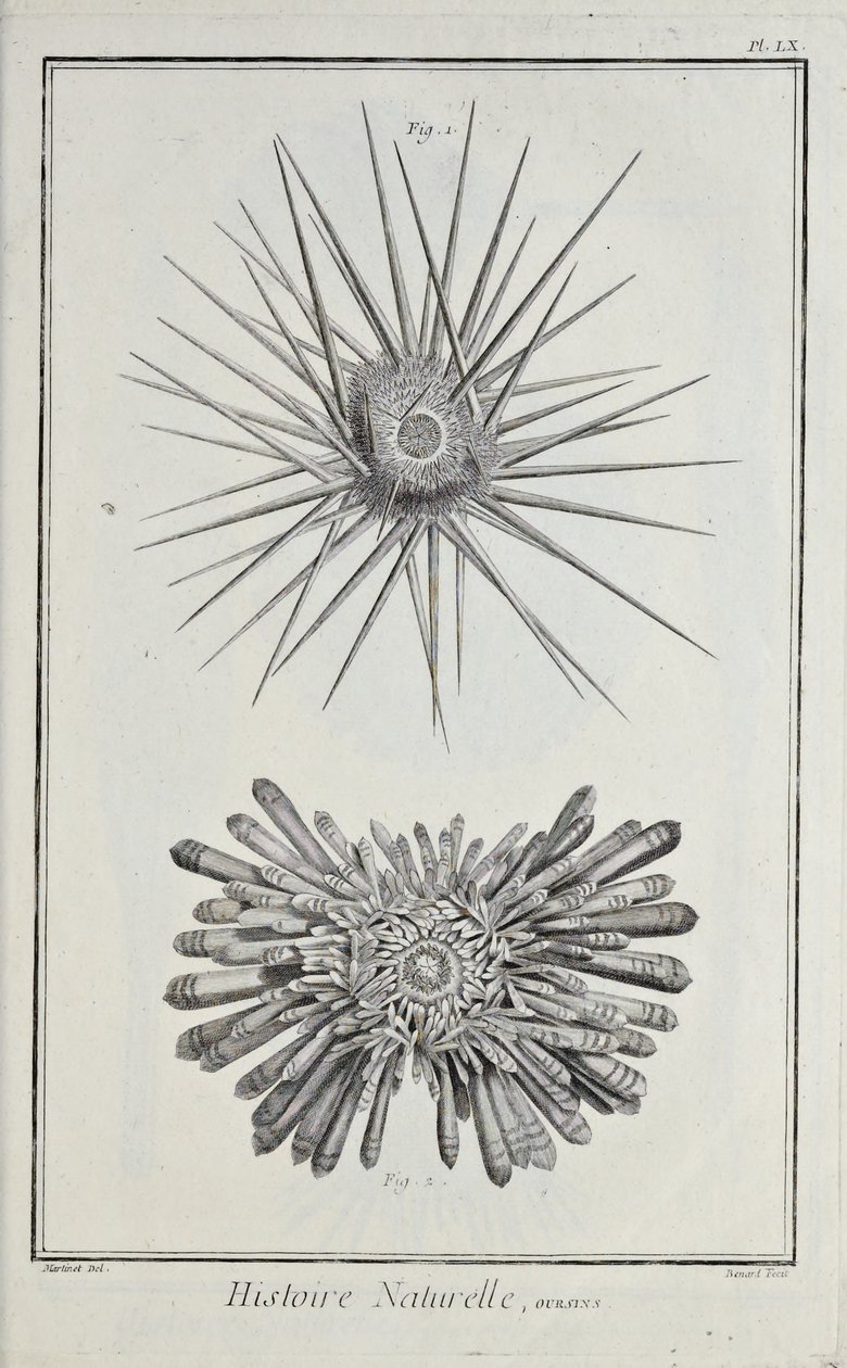 Erizos, ilustración de 