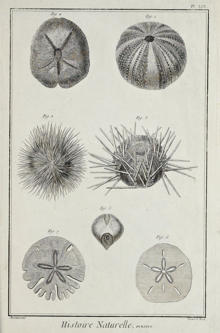 Pícaros, ilustración de 