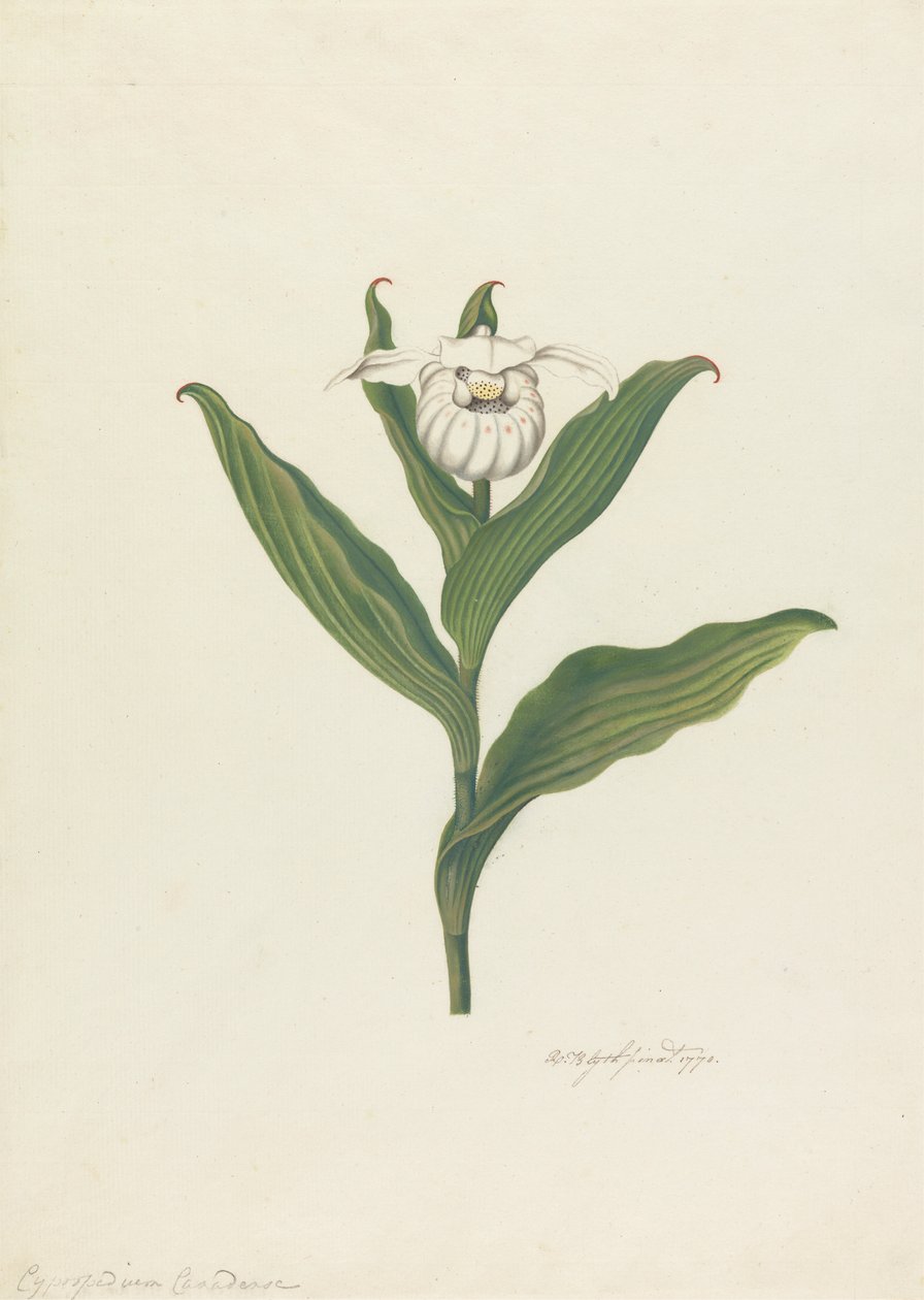 Zapatito de dama (Cypripedium Canadense, Calceolus Maria) de Robert Blyth