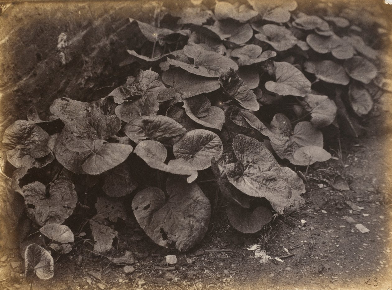 Estudio de plantas, década de 1860 (foto) de Robert Burrows