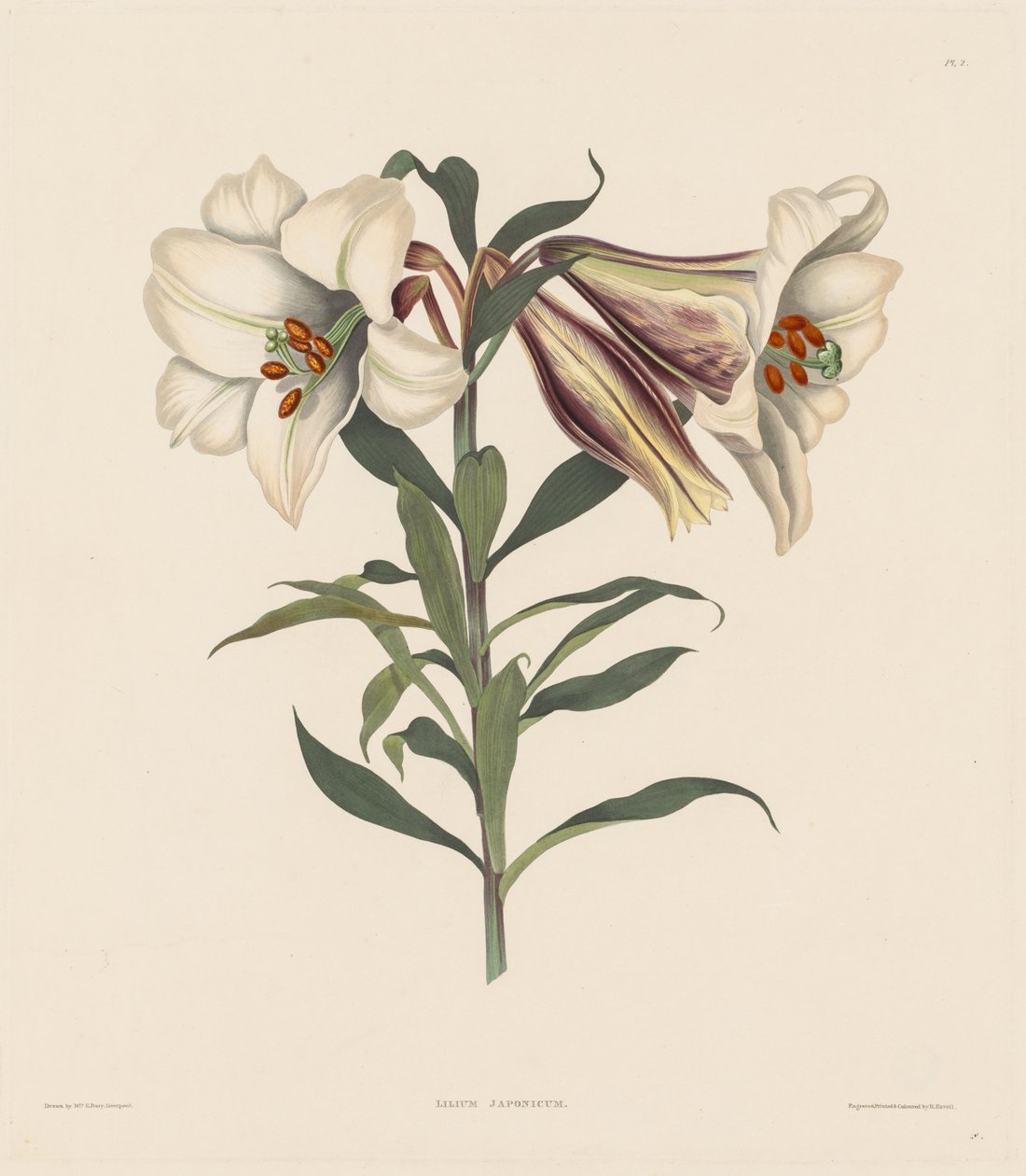 Una selección de plantas hexandrianas, pertenecientes al orden natural de Amaryllidae y Liliacae: Lirio japonés de Robert Havell