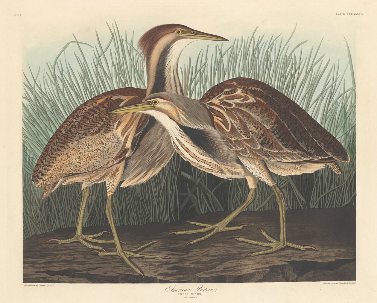 Avetoro americano de Robert Havell