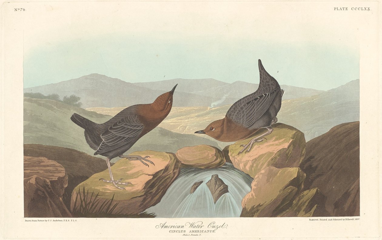 Mirlo acuático americano, 1837 de Robert Havell
