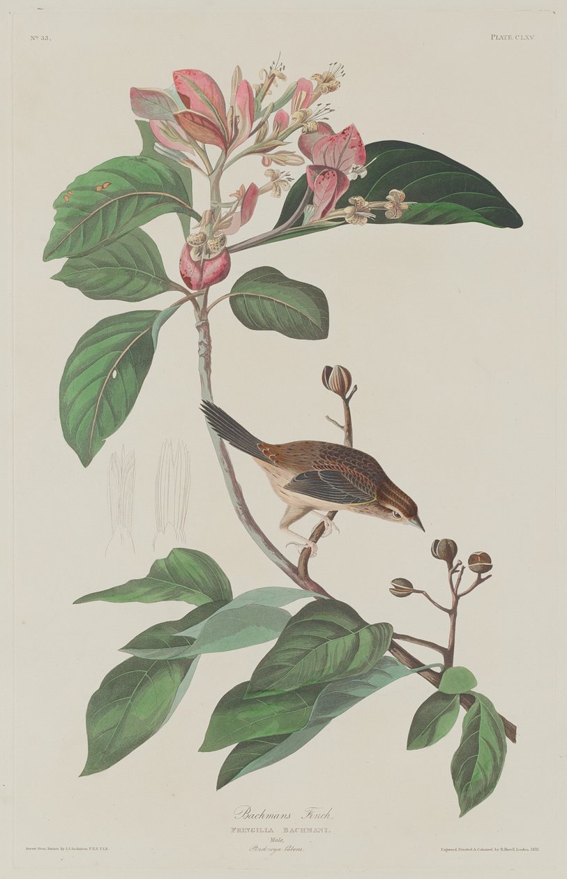 Pinzón de Bachman de Robert Havell