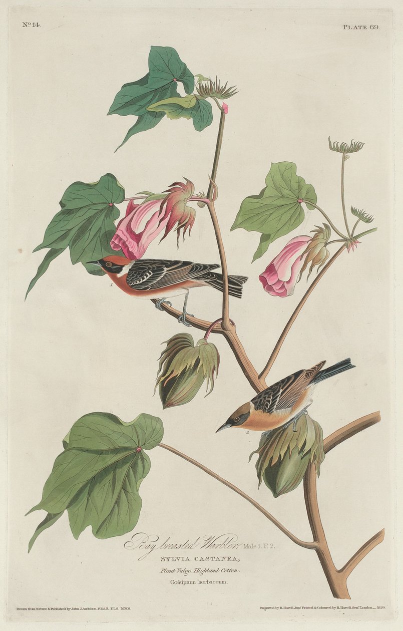 Reinita pechicastaña, 1829 de Robert Havell