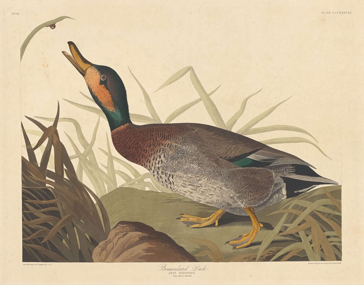 Pato Bemaculado, 1836 de Robert Havell