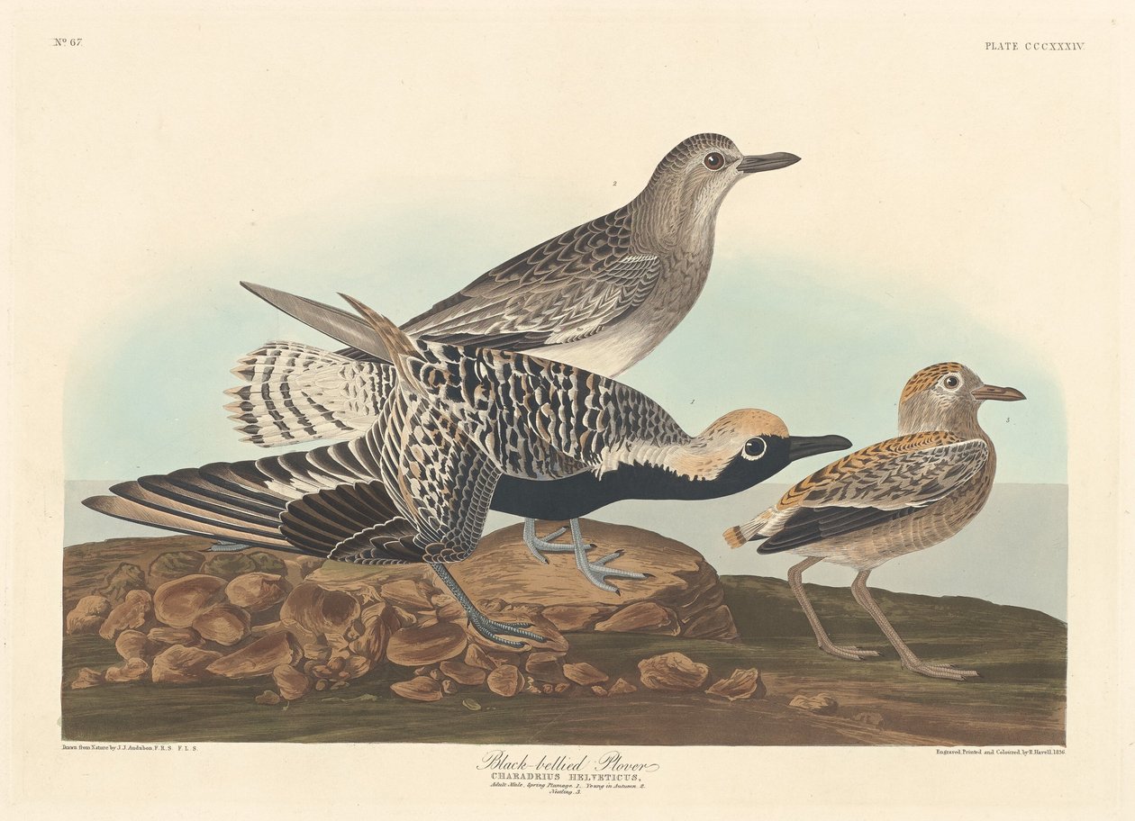 Chorlito gris, 1836 de Robert Havell
