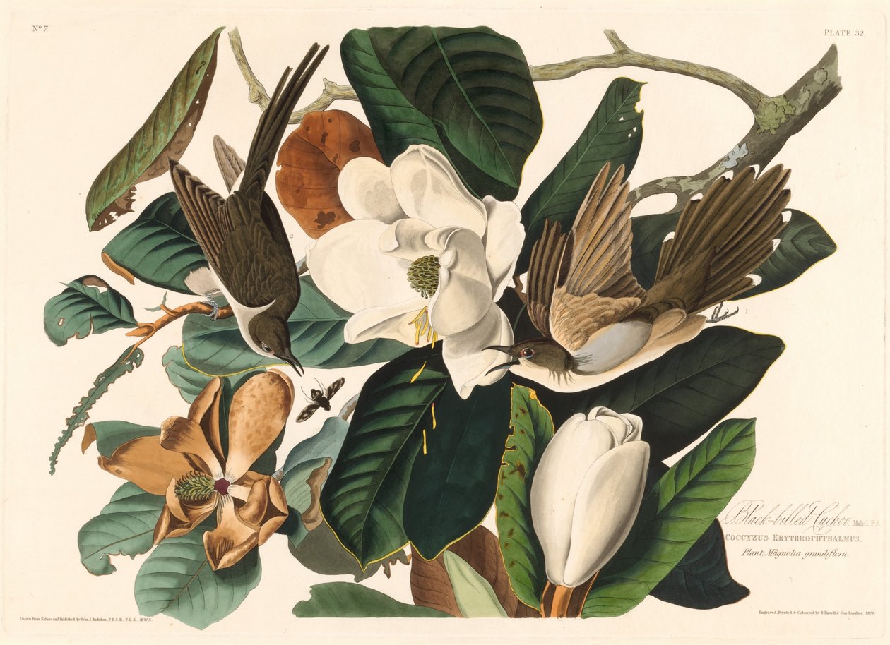 Cuclillo piquinegro, 1828 de Robert Havell