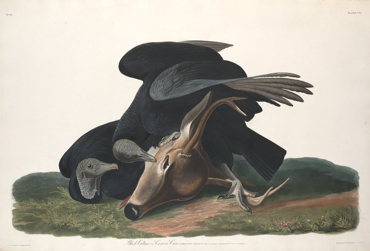 Buitre Negro, 1831 de Robert Havell