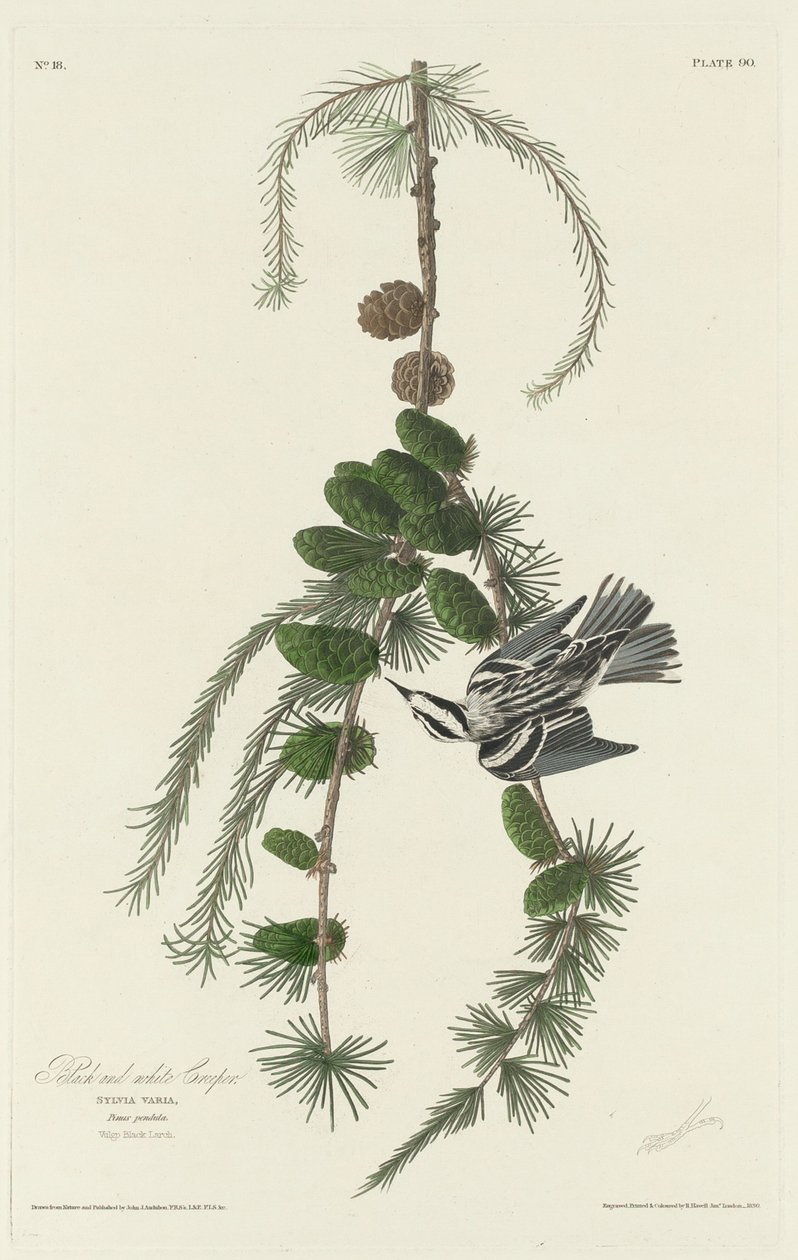 Trepador blanco y negro, 1830 de Robert Havell