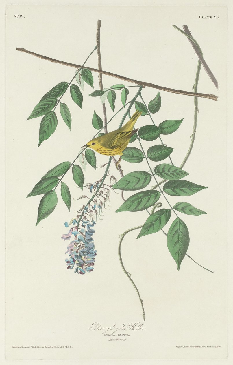 Reinita de ojos azules, 1830 de Robert Havell