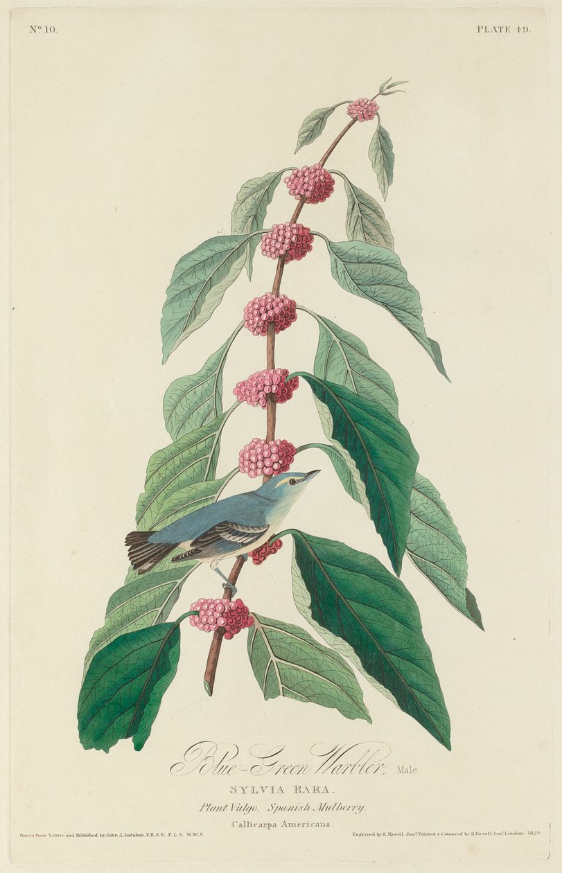 Reinita azul-verde de Robert Havell