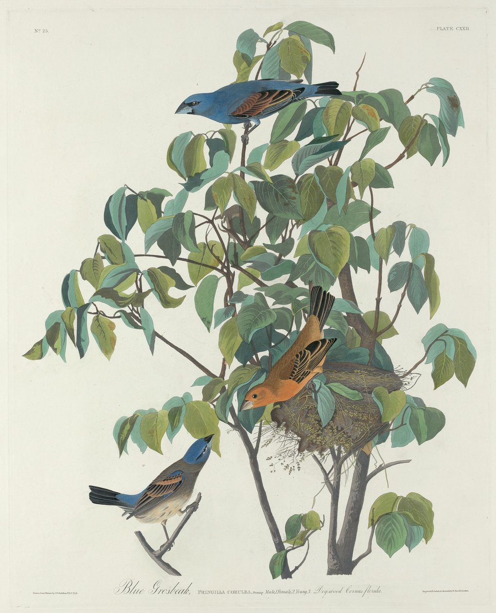 Picogordo azul, 1831 de Robert Havell