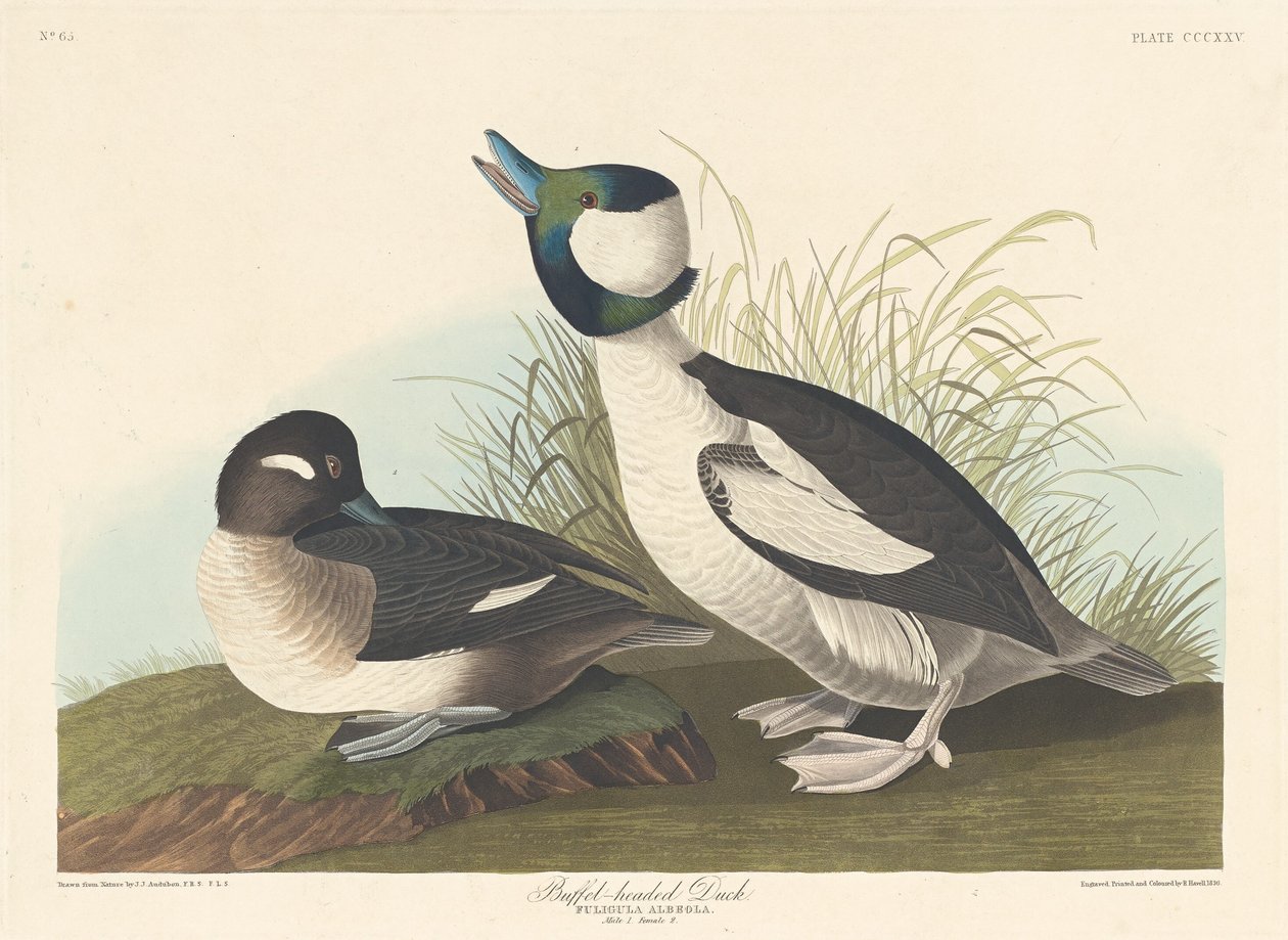 Pato cabeza de búfalo, 1836 de Robert Havell
