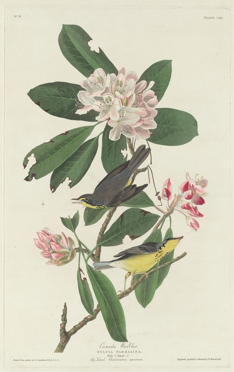 Reinita canadiense, 1831 de Robert Havell