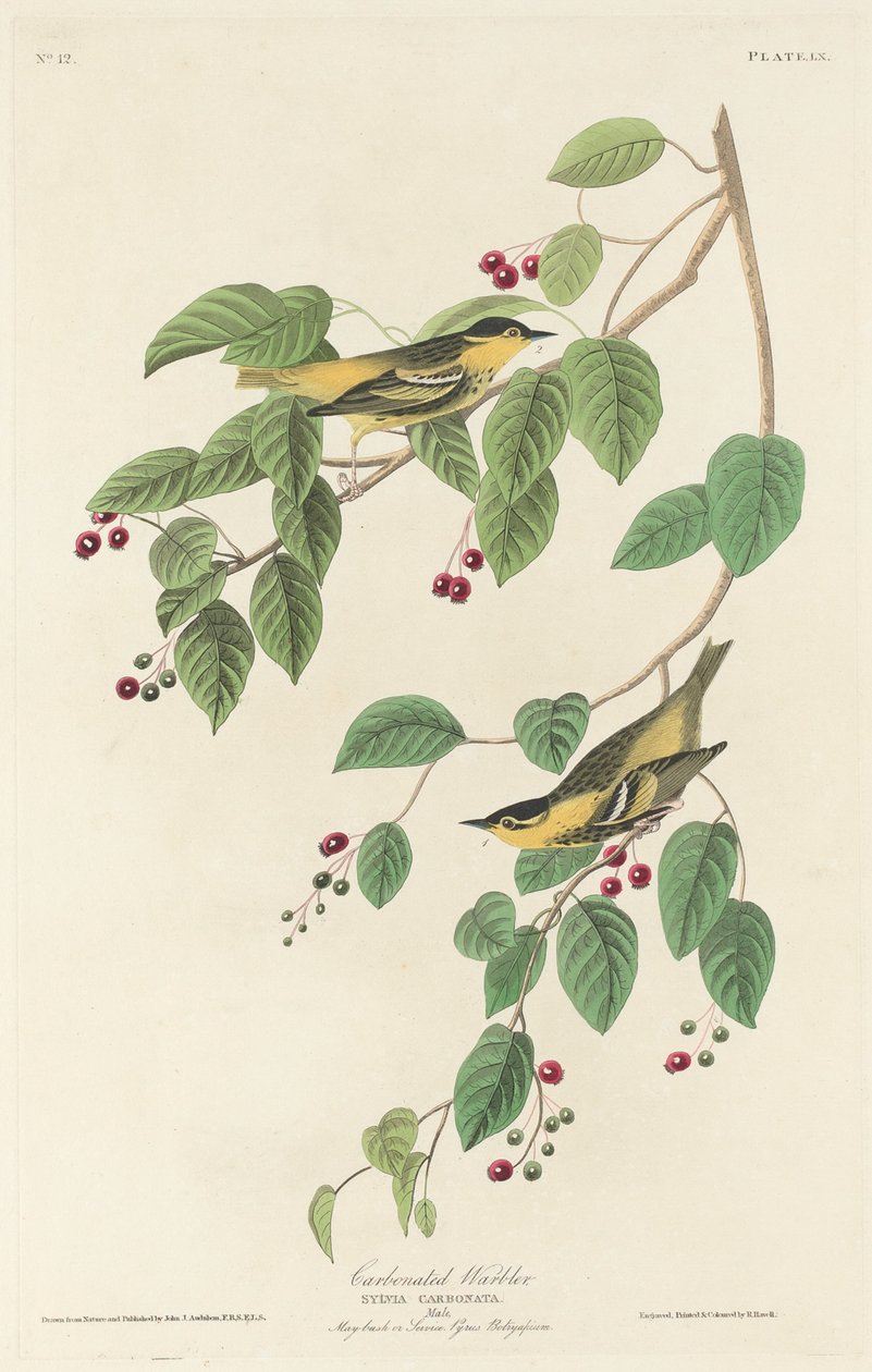 Reinita Carbonada, 1829 de Robert Havell