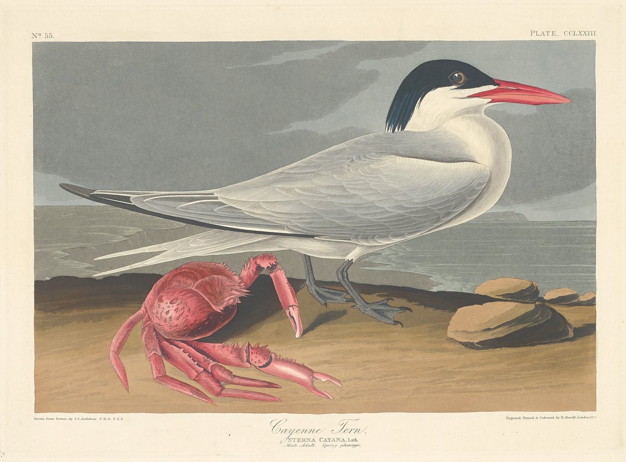 Charrán de Cayena, 1835 de Robert Havell