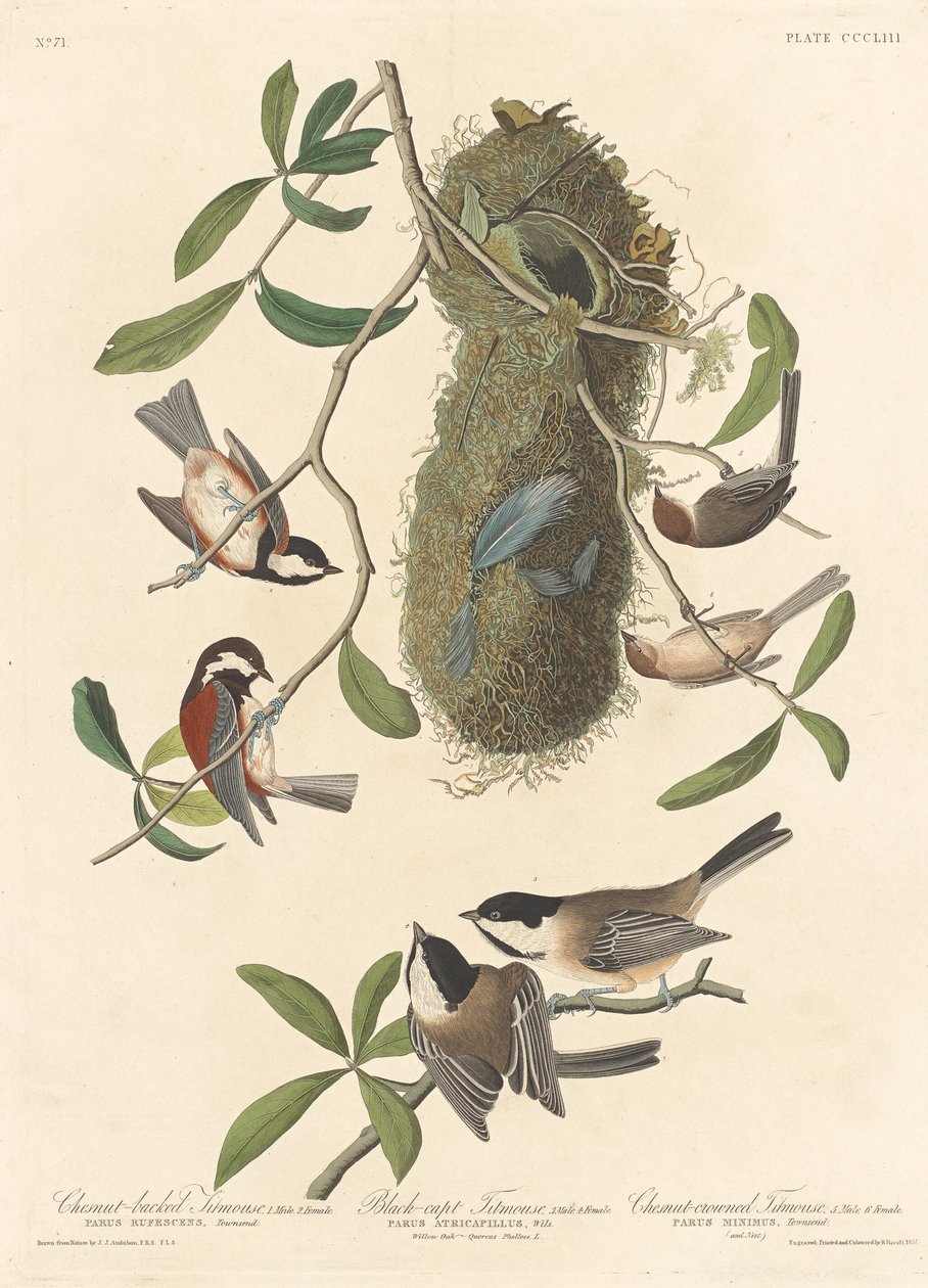 Herrerillo de lomo castaño, herrerillo de gorra negra y herrerillo de corona castaña, 1837 de Robert Havell