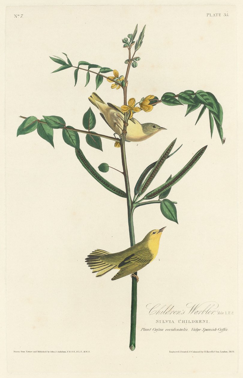 Ruiseñor infantil, 1828 de Robert Havell