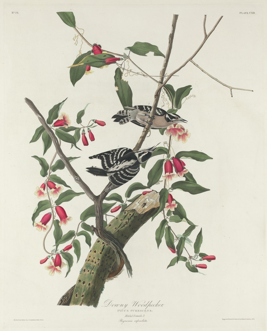 Pico de madera velloso, 1831 de Robert Havell