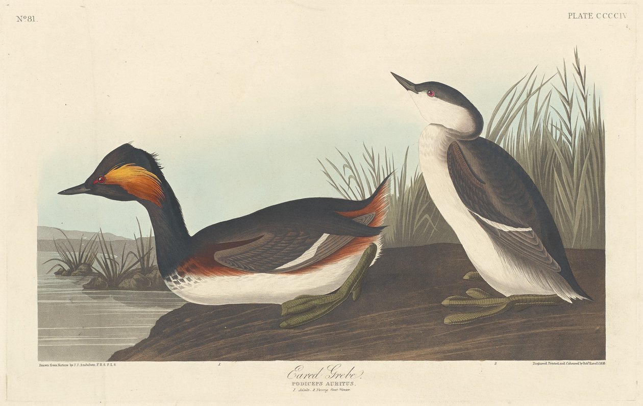 Zampullín Cuellinegro, 1838 de Robert Havell