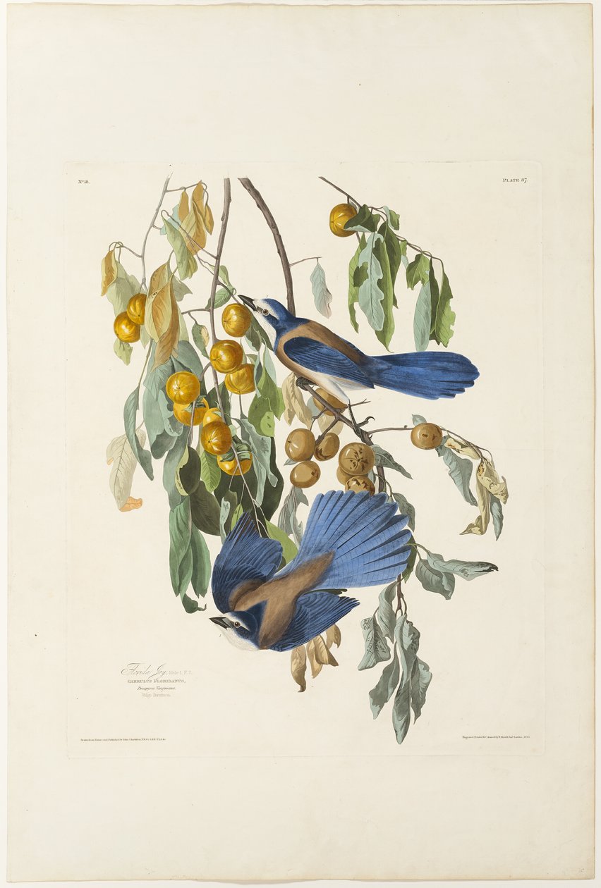 Arrendajo de Florida de Robert Havell
