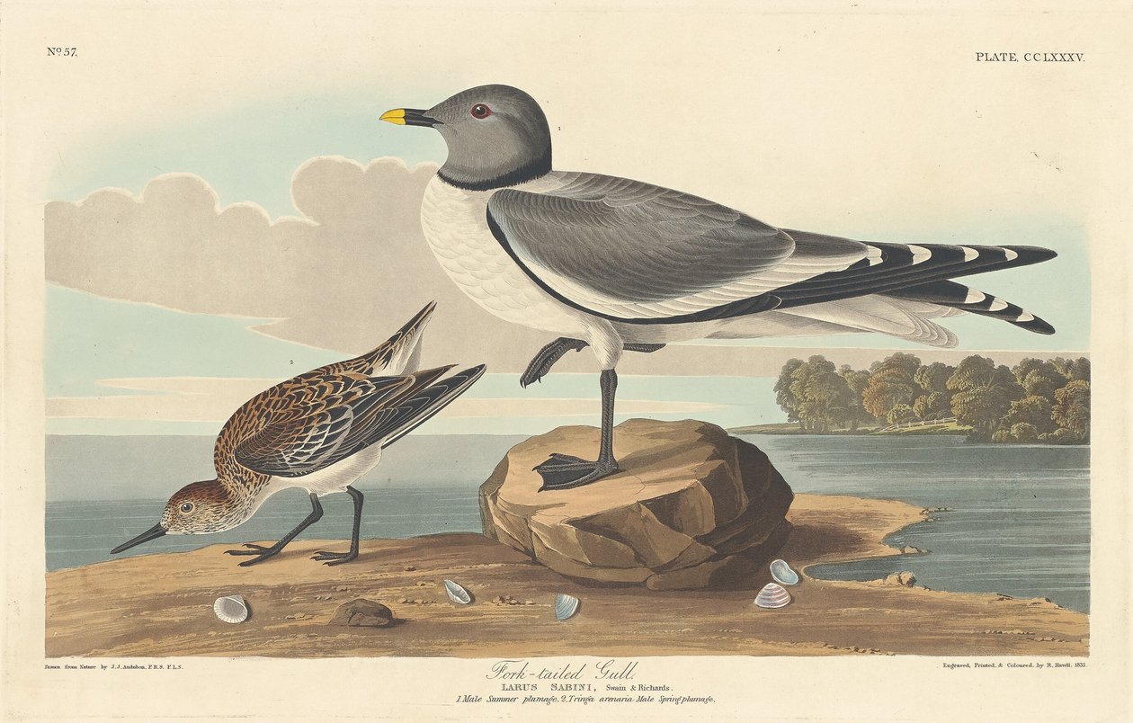 Gaviota de Cola Bifurcada, 1835 de Robert Havell