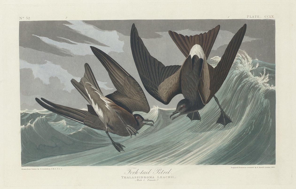 Petrel de cola bifurcada, 1835 de Robert Havell
