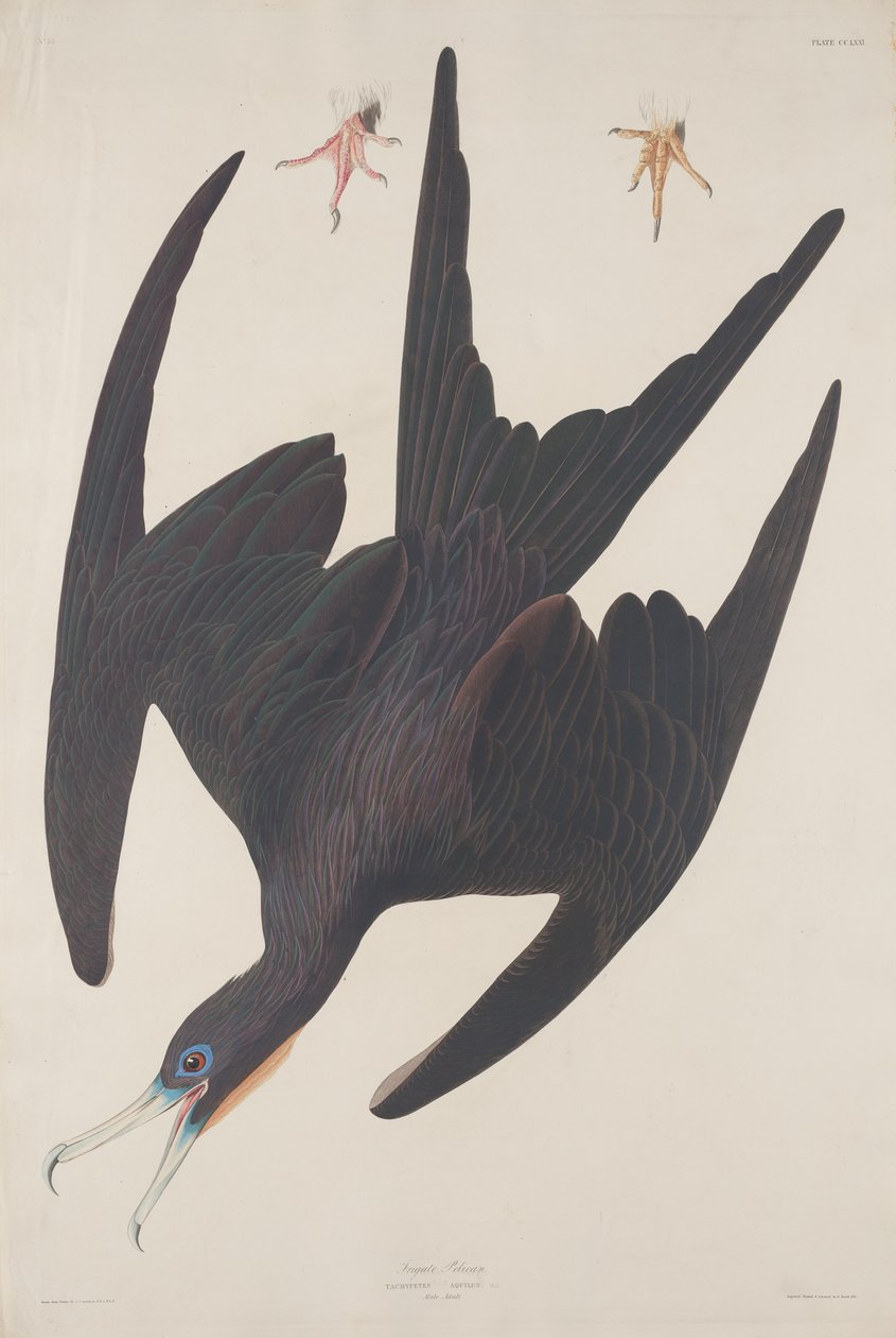 Fragata Pelican, 1835 de Robert Havell