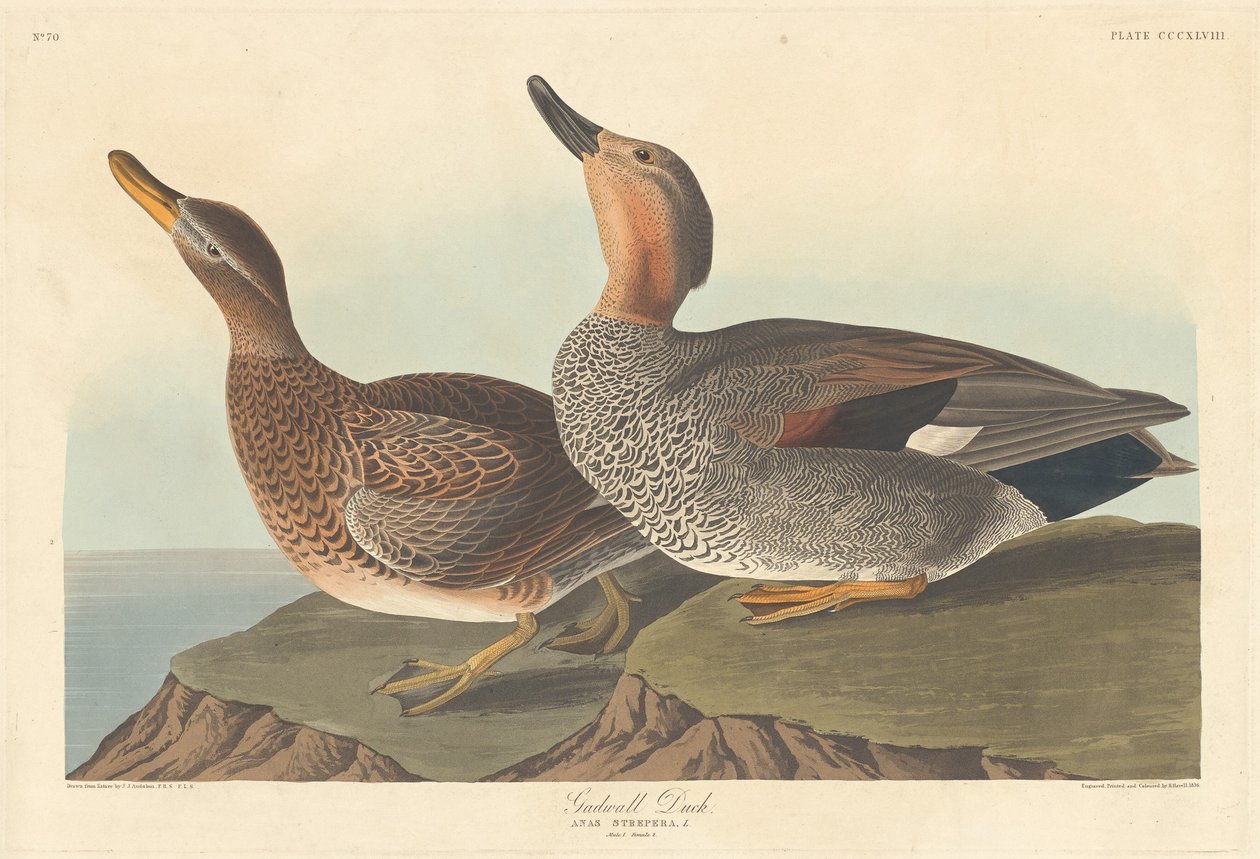 Pato friso, 1836 de Robert Havell