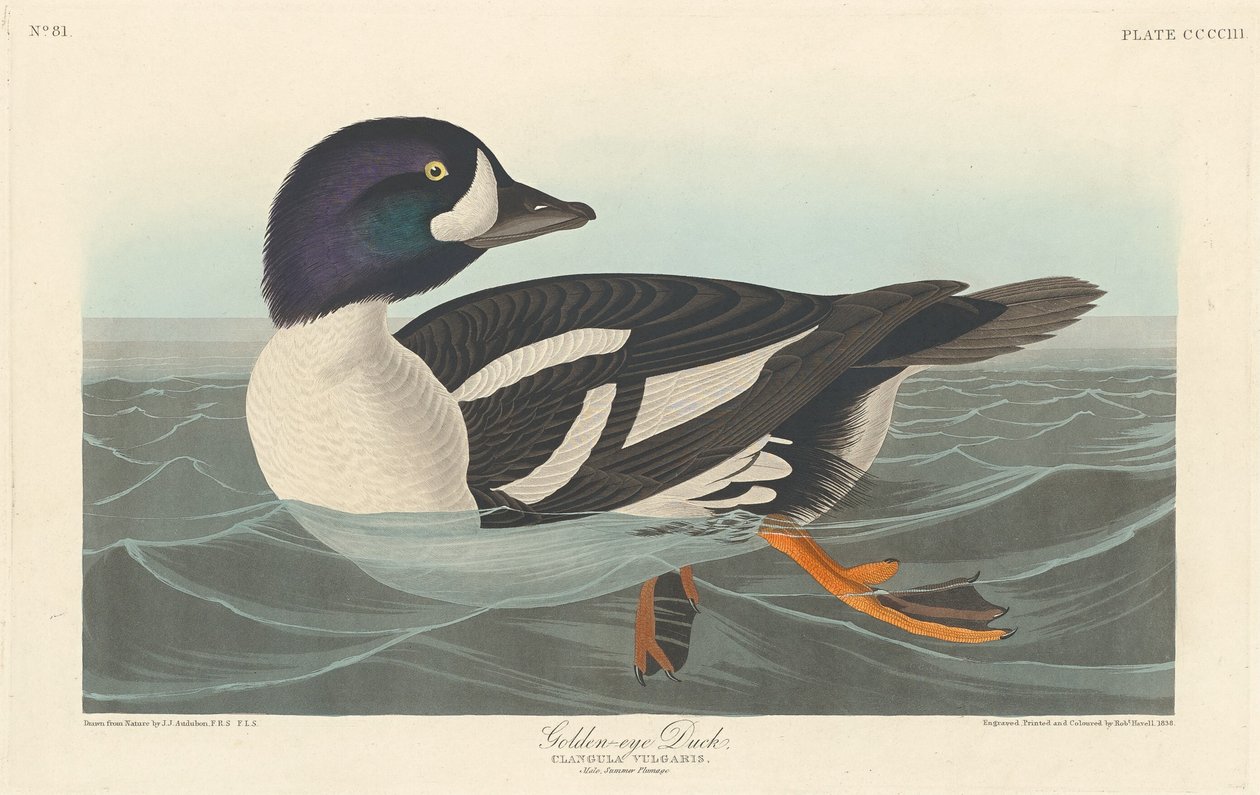 Pato de Ojo Dorado, 1838 de Robert Havell