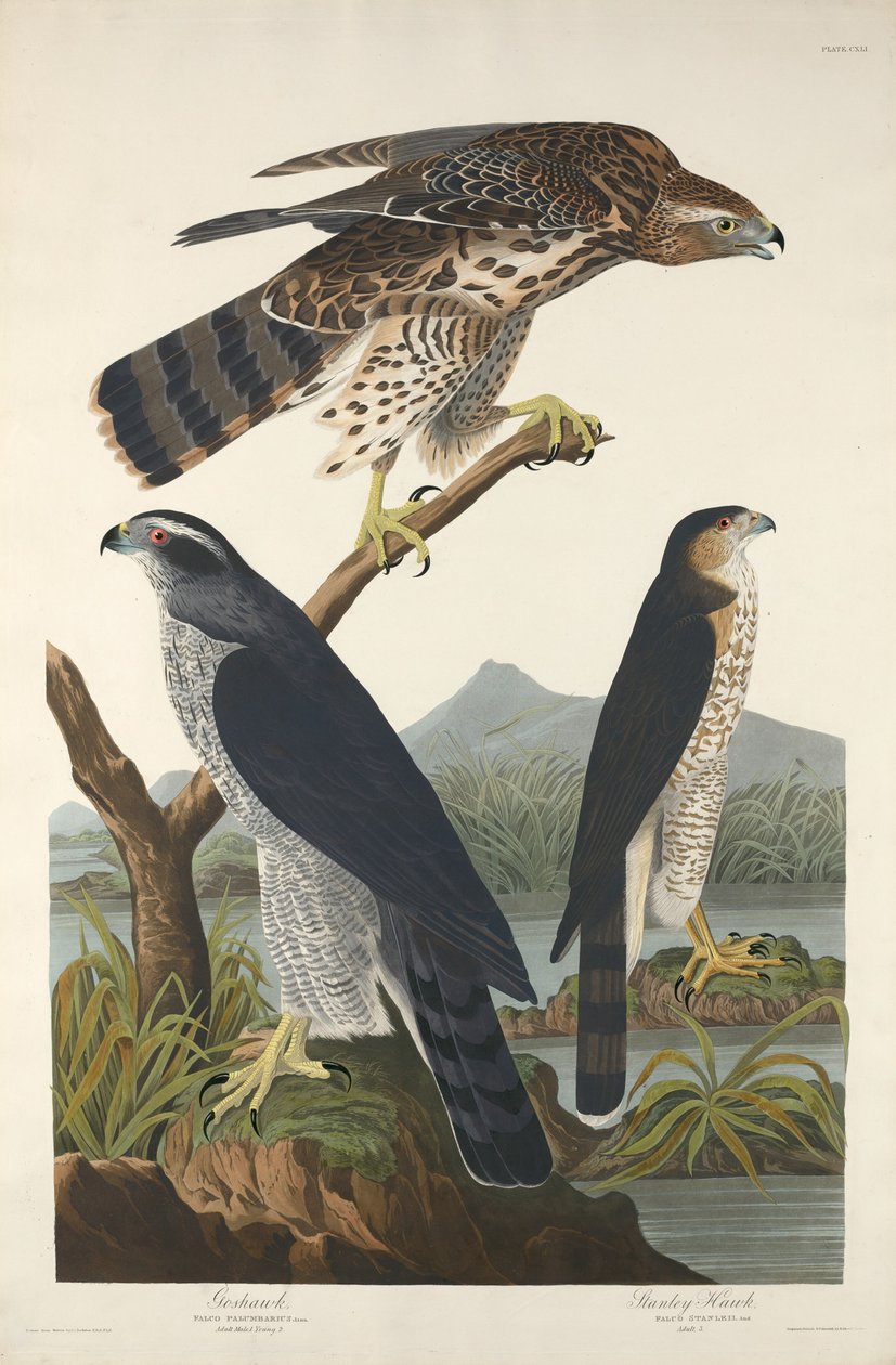 Azor y Halcón de Stanley, 1832 de Robert Havell