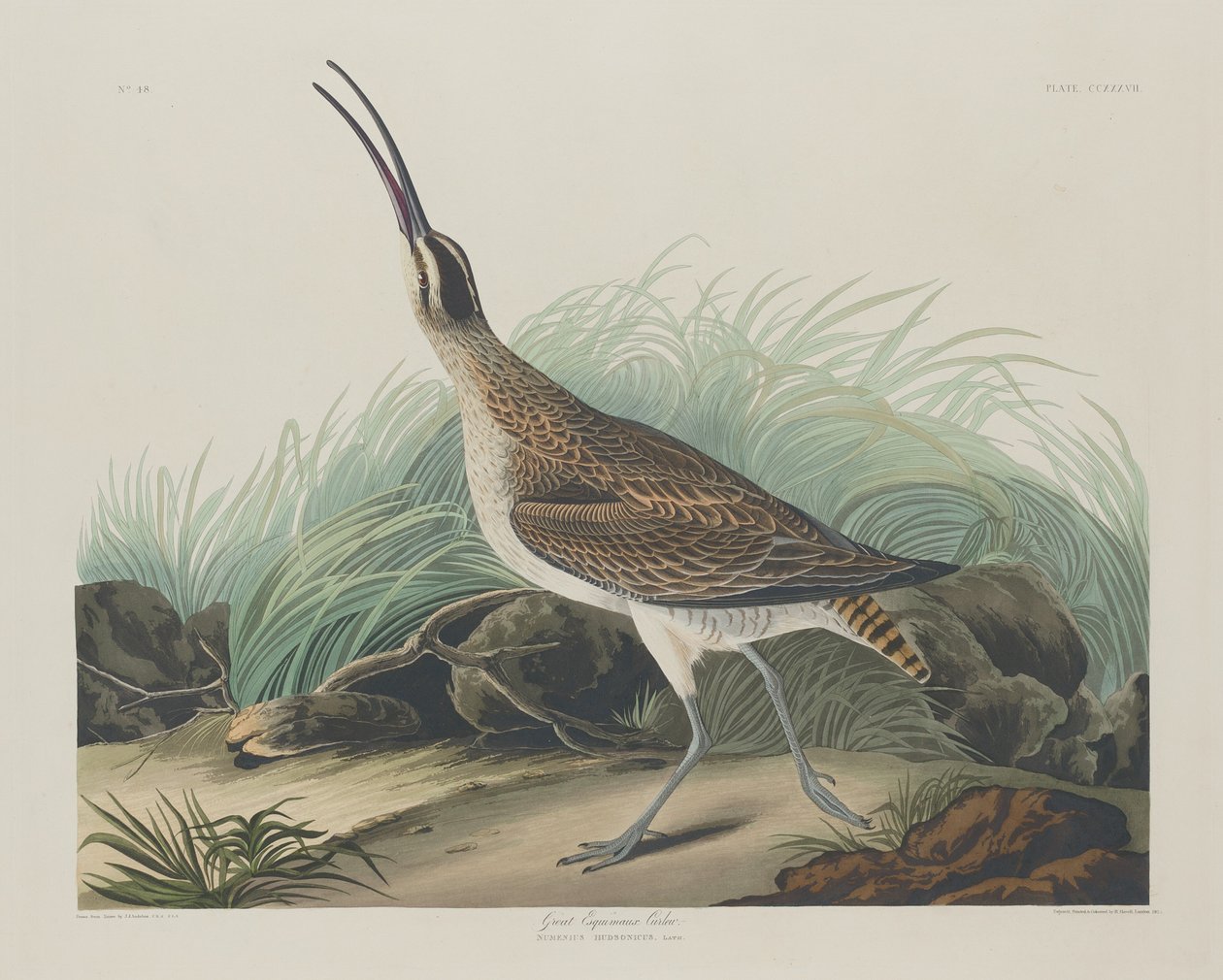Gran zarapito esquimal, 1835 de Robert Havell