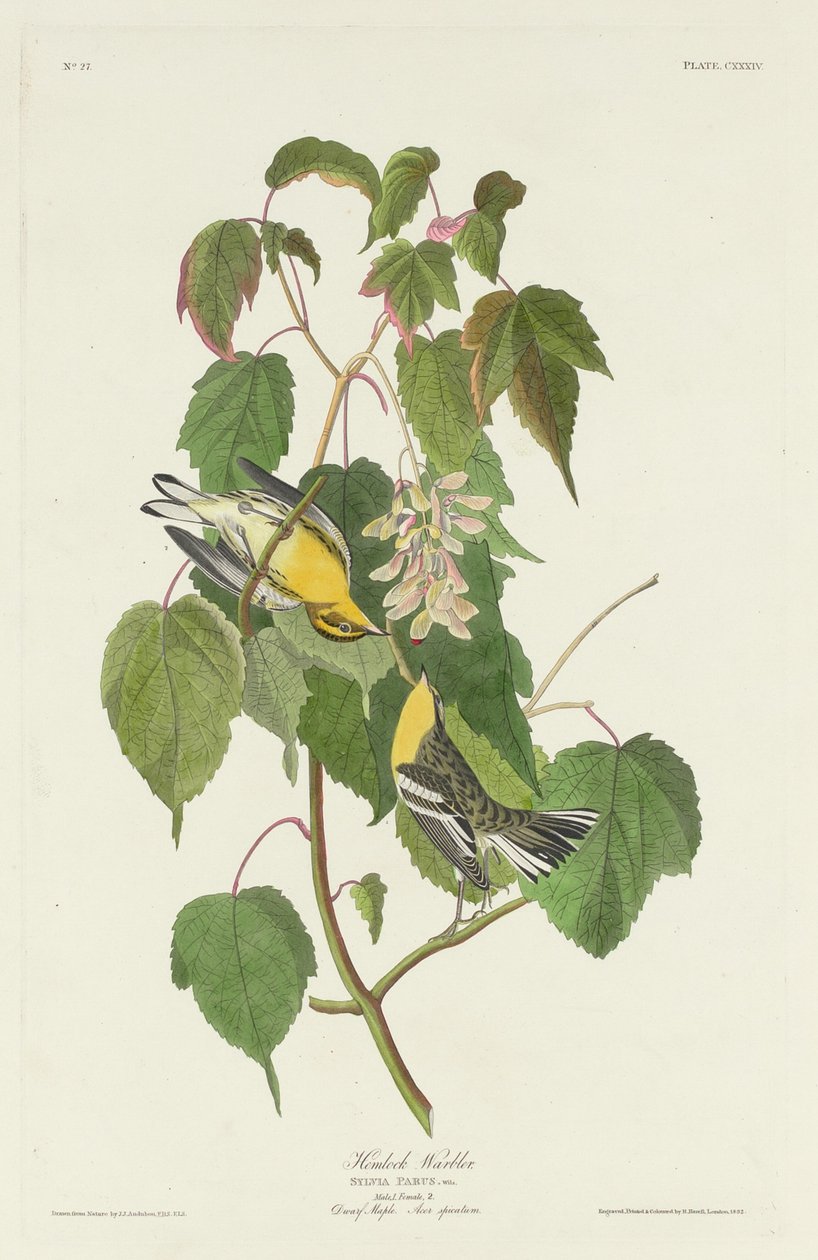 Reinita de cicuta, 1832 de Robert Havell