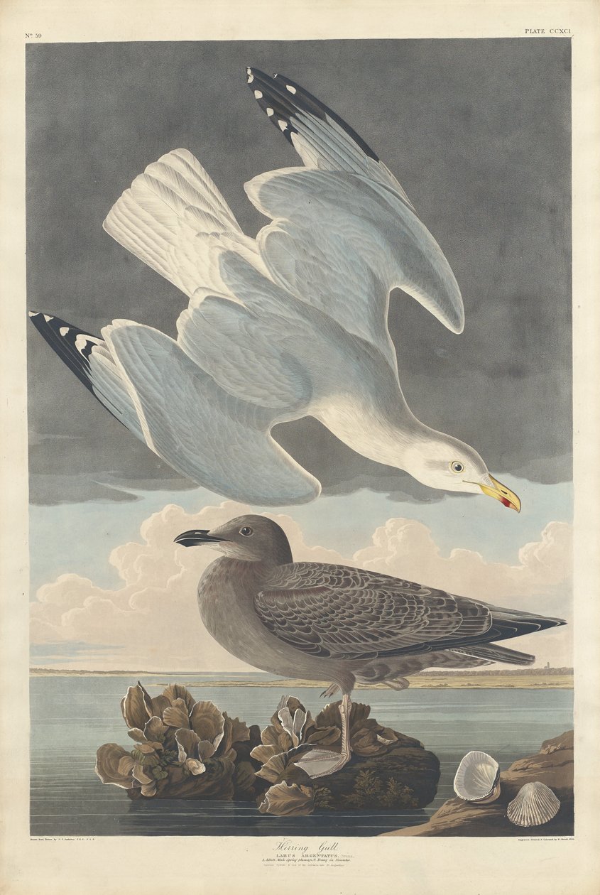 Gaviota Argéntea de Robert Havell