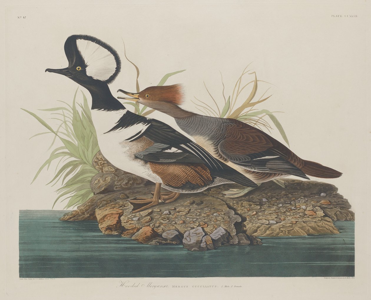 Serreta capuchona, 1834 de Robert Havell
