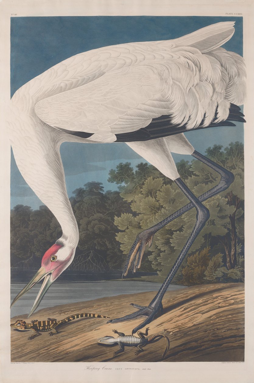 Grulla trompetera, 1834 de Robert Havell