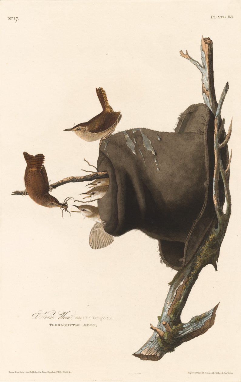 Chochín, 1830 de Robert Havell