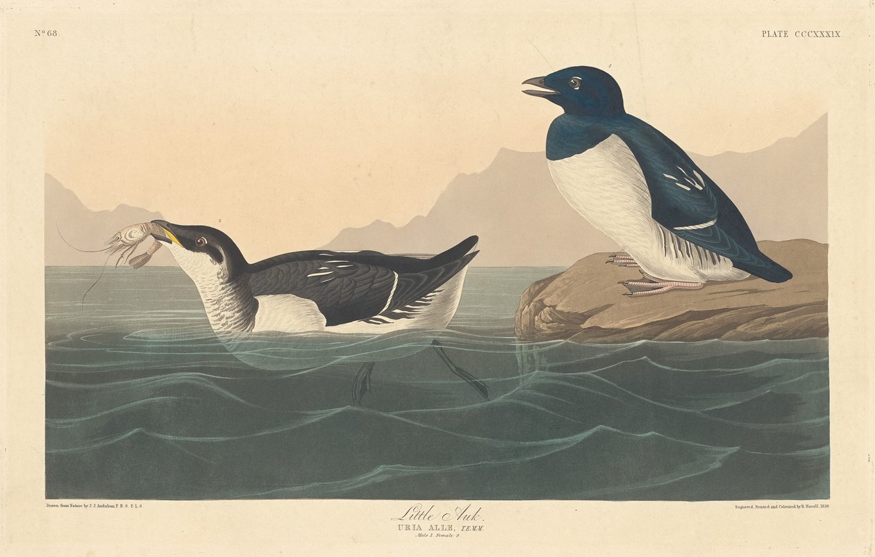 Pequeño alca, 1836 de Robert Havell