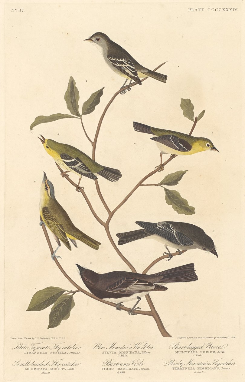 Pequeño atrapamoscas tirano, atrapamoscas de cabeza pequeña, reinita de montaña azul de Robert Havell