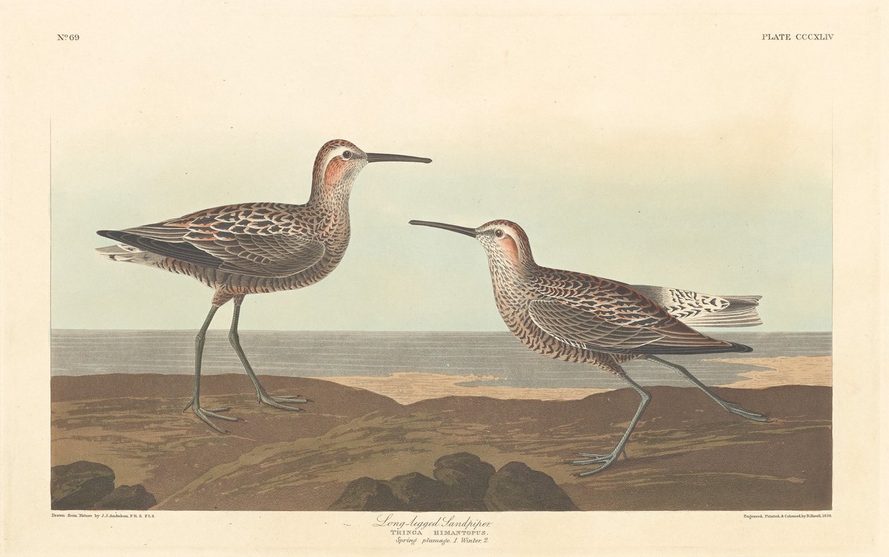 Playero de Patas Largas, 1836 de Robert Havell