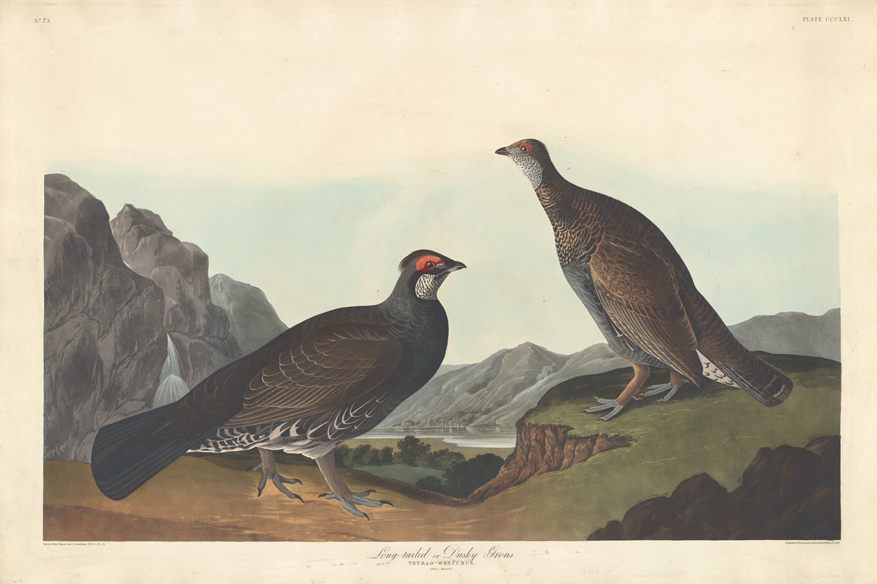 Urogallo de Cola Larga o Oscuro, 1837 de Robert Havell