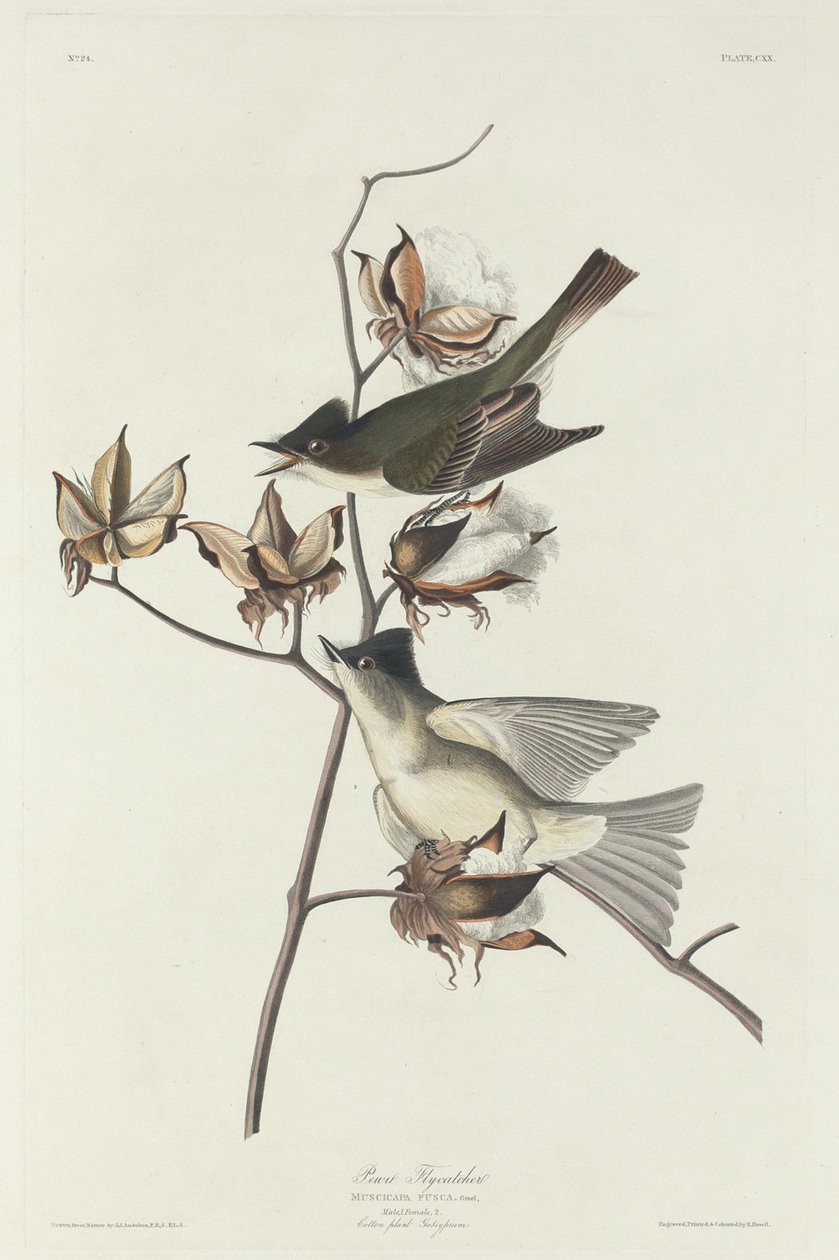 Papamoscas Pewit, 1831 de Robert Havell