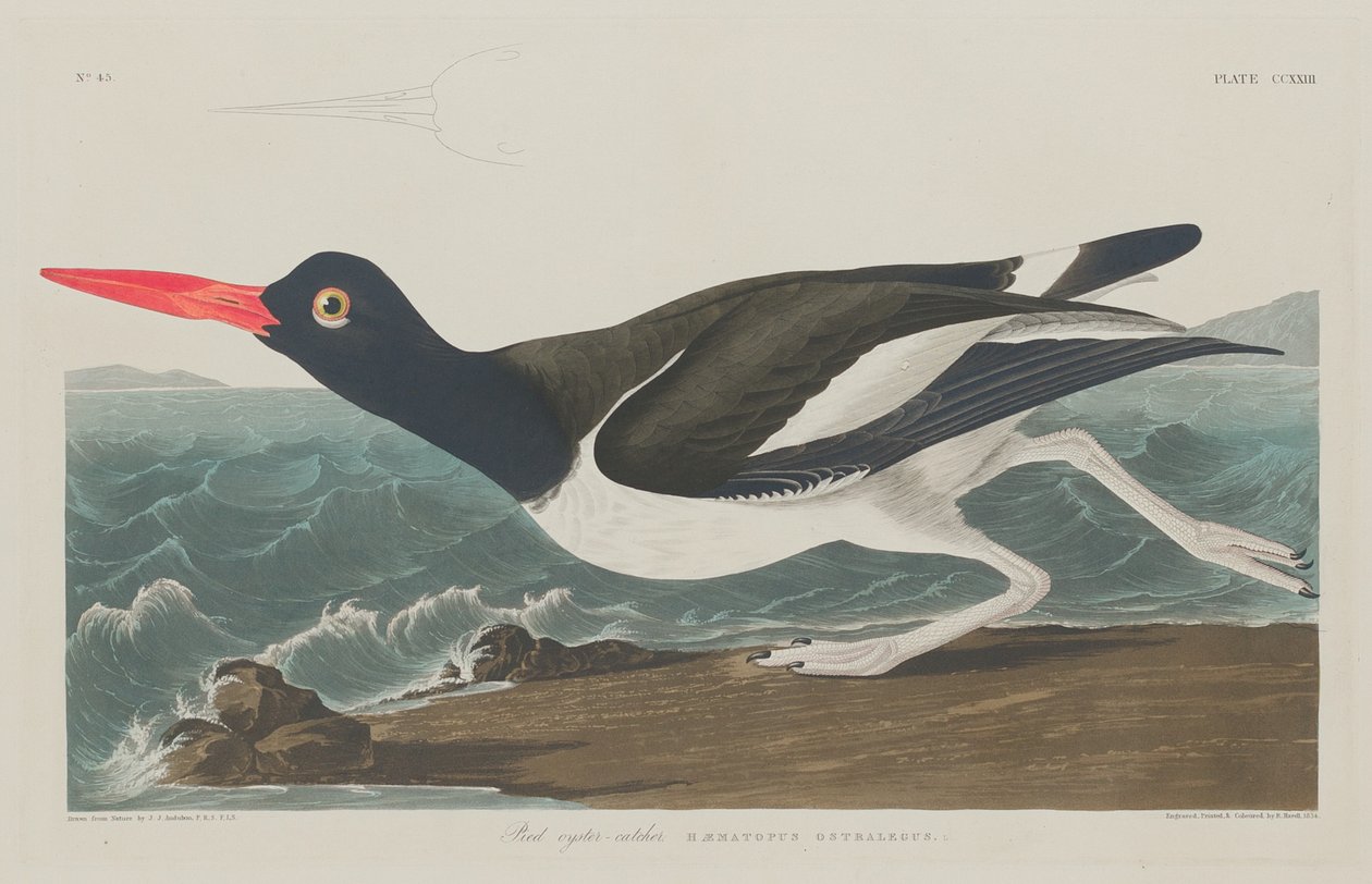 Ostrero pío, 1834 de Robert Havell